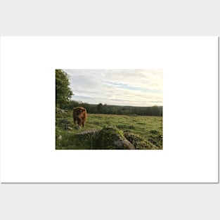 Scottish Highland Cattle Calf 1530 Posters and Art